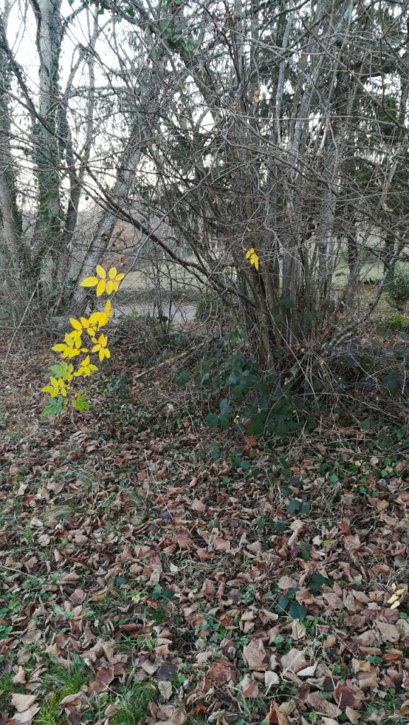 Feuilles jaunes d'un arbre en hiver